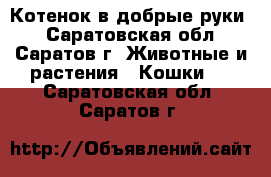 Котенок в добрые руки. - Саратовская обл., Саратов г. Животные и растения » Кошки   . Саратовская обл.,Саратов г.